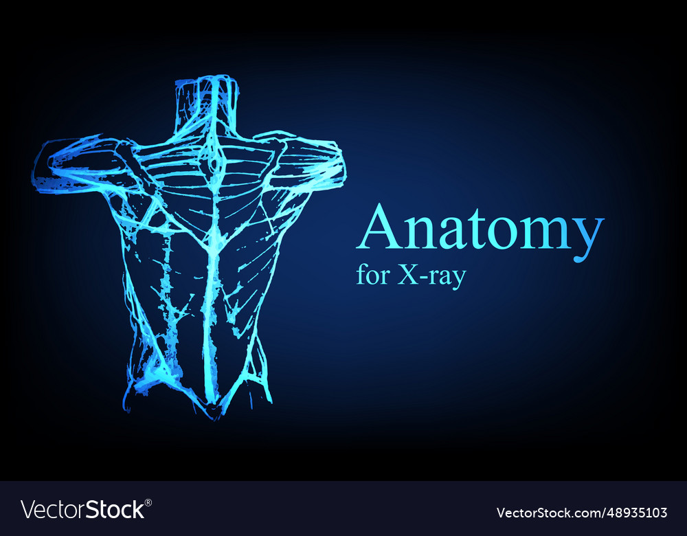 Menschliche Anatomie vor der Röntgenaufnahme vector image Menschliche Anatomie vor der Röntgenaufnahme