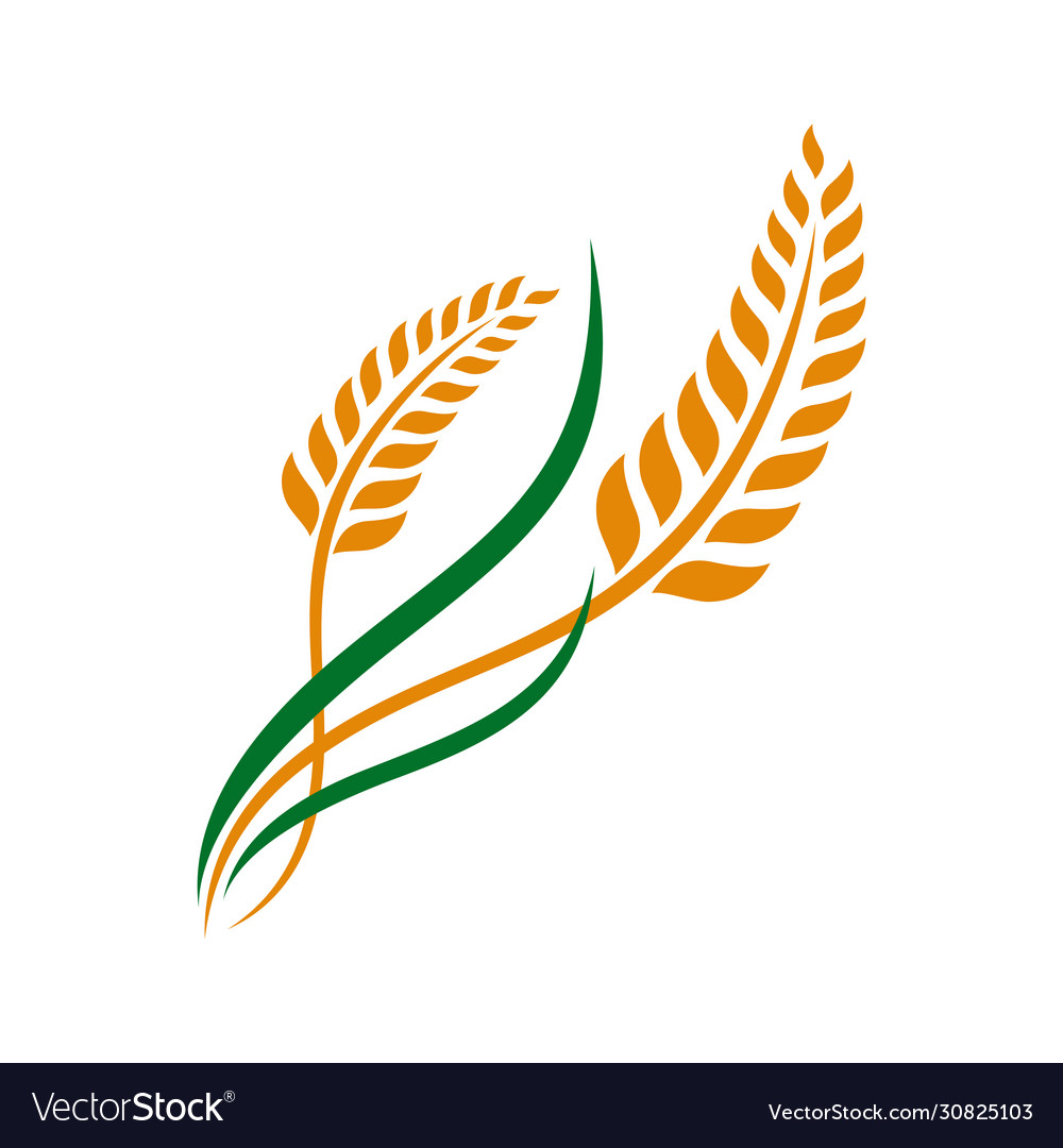 Wheat grain and wheat rice logo inspiration Vector Image