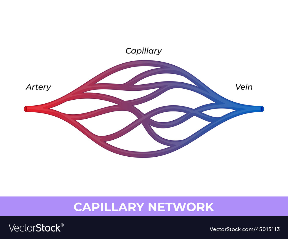 Capillary network smallest blood vessels Vector Image