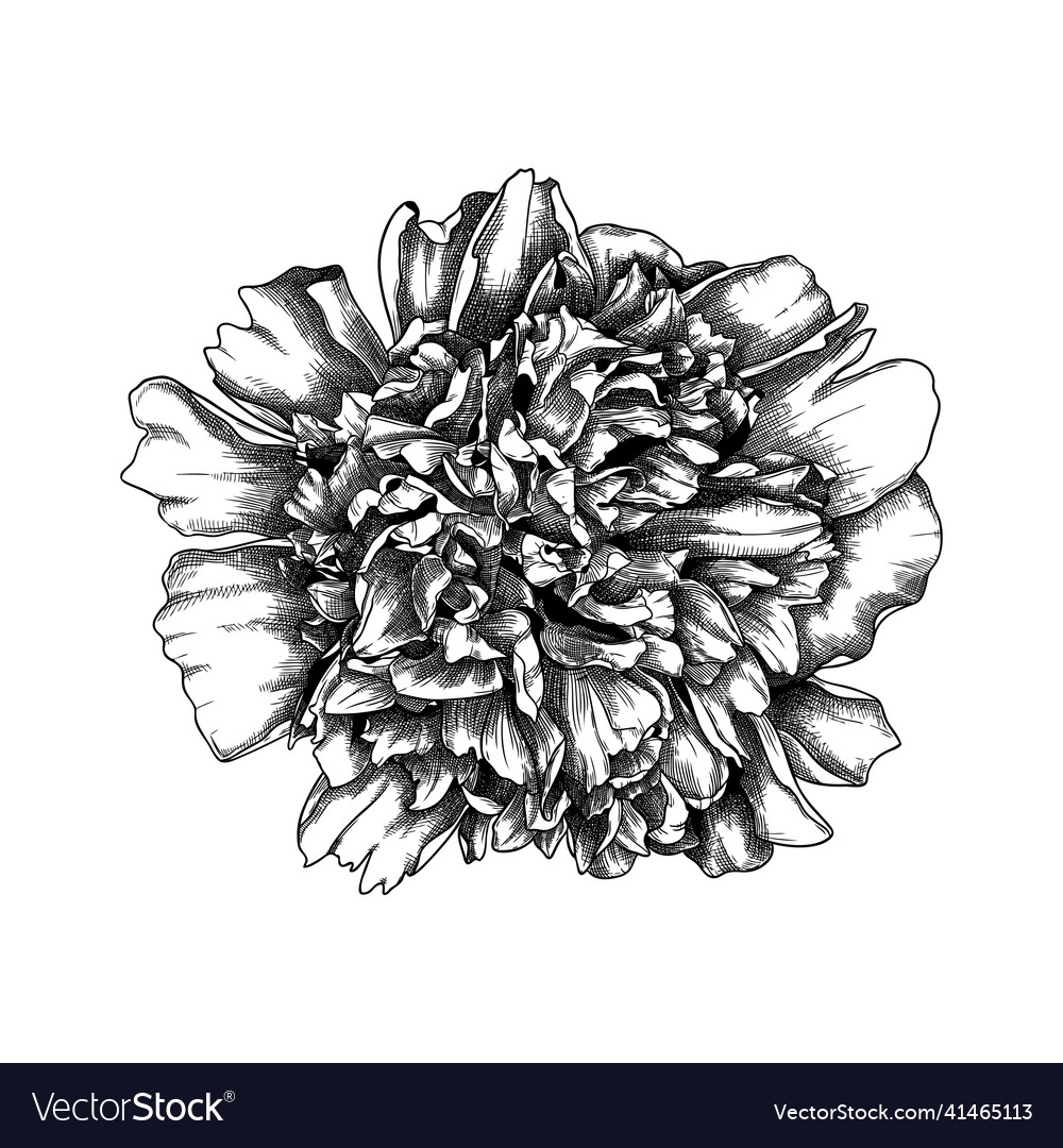 Hand-sketched peony flower botanical drawing Vector Image