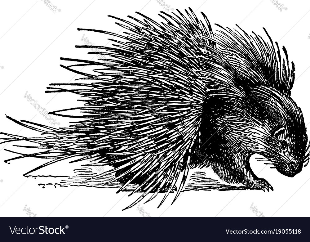 Hystrix crystata porcupine vintage Royalty Free Vector Image