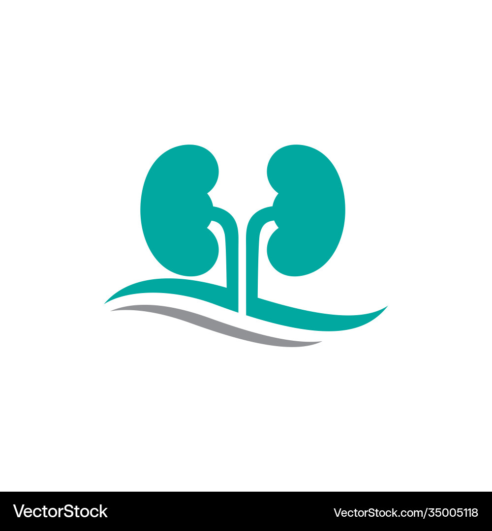 Kidney Royalty Free Vector Image - VectorStock