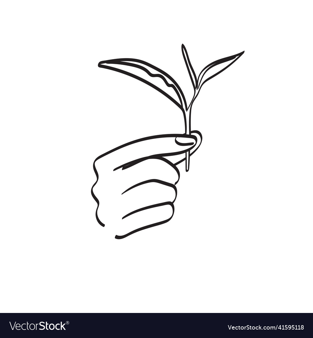 Line art closeup hand holding tea leaf vector image Line art closeup hand holding tea leaf