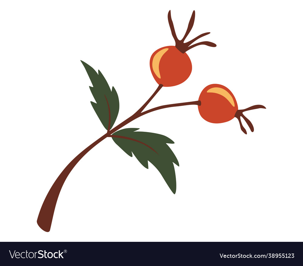 Autumn rosehip branch dog-rose berries