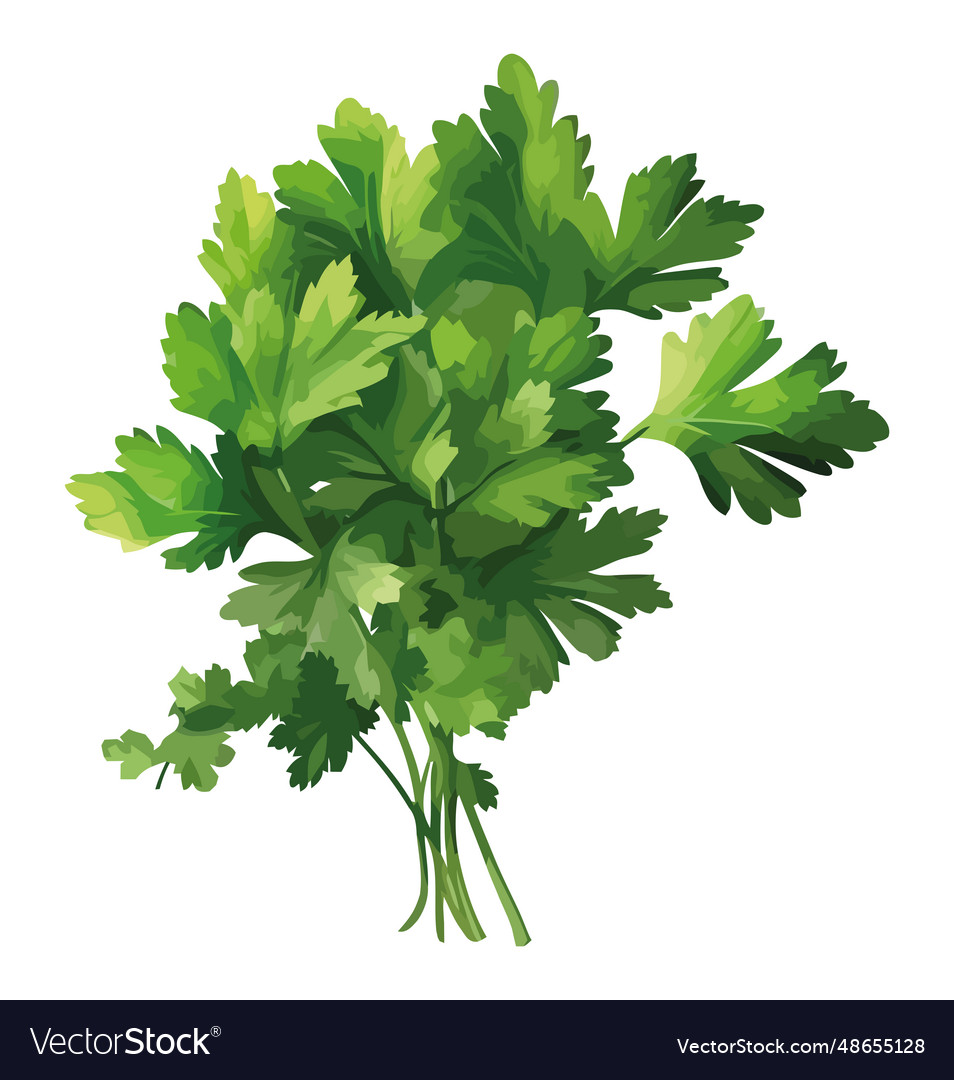 Fresh parsley design Royalty Free Vector Image