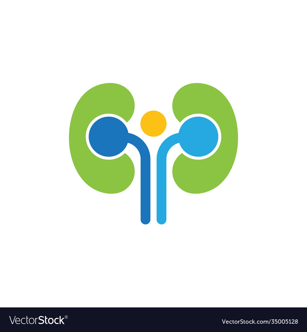 Kidney Royalty Free Vector Image - VectorStock