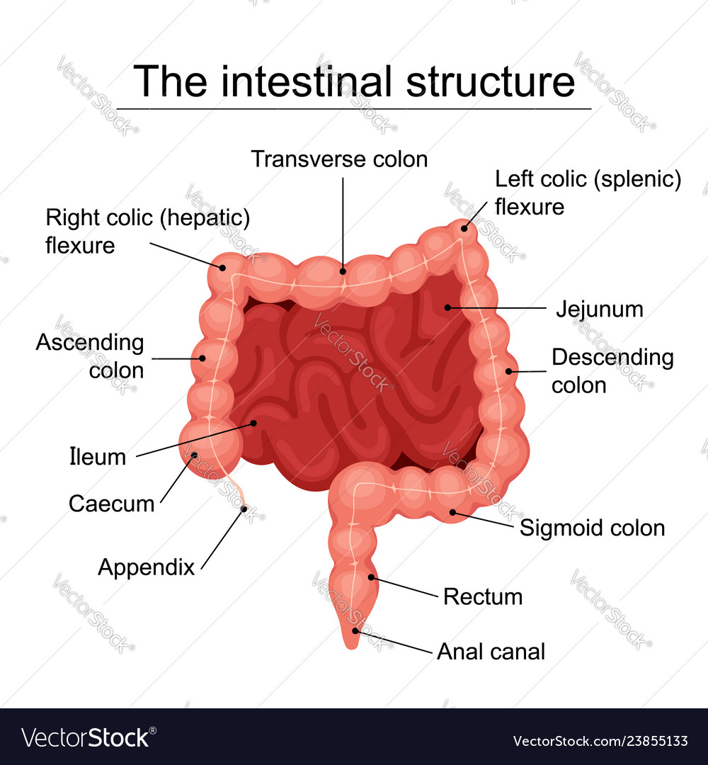 The human intestinal structure medical diagram Vector Image