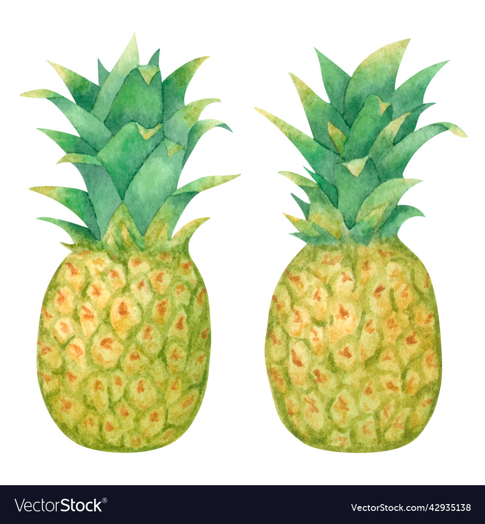 Watercolor tropical exotic pineapple fruit