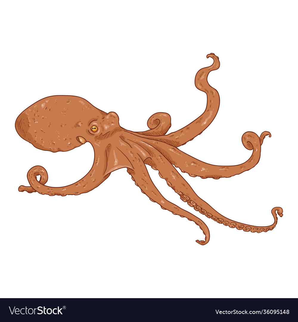 Cartoon octopus cephalopod color Royalty Free Vector Image