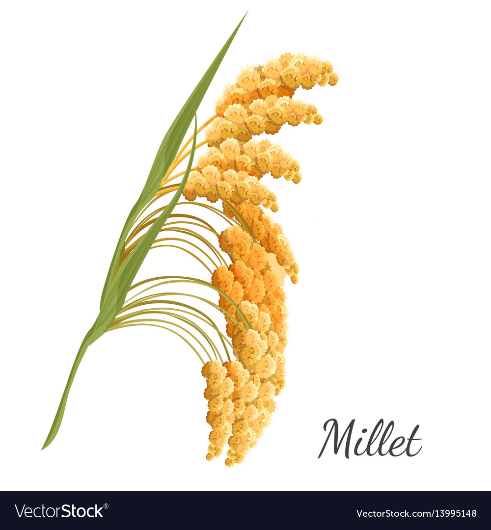 White Millet Plant