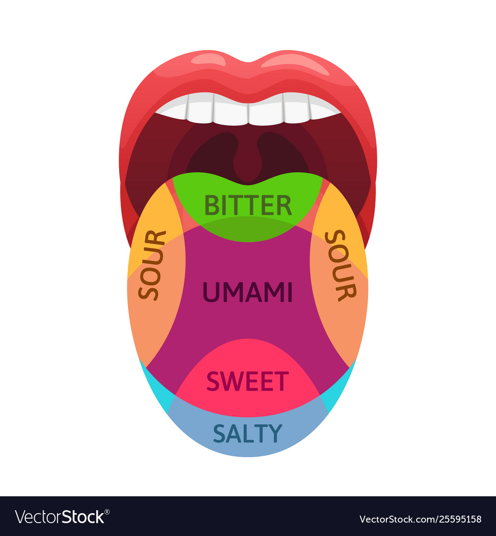 Human Tongue Taste Zones Sweet Bitter And Salty Vector 25595158 