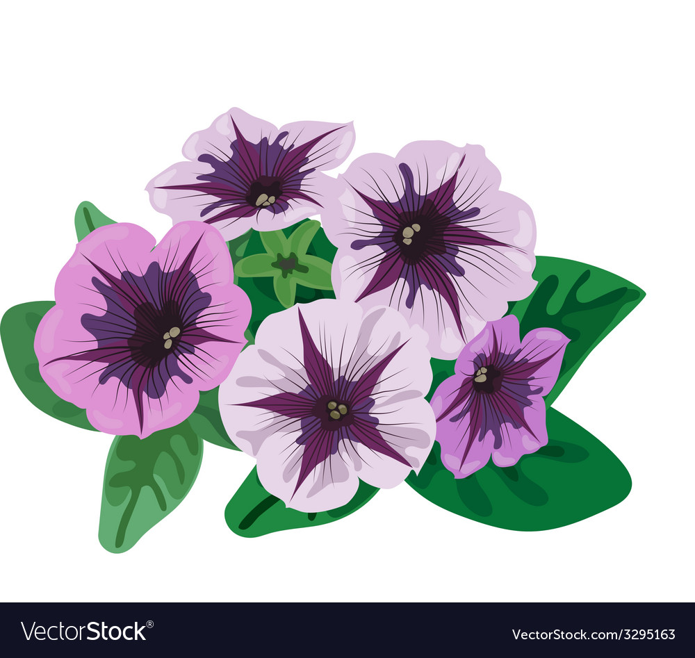 Petunia flowers bush Royalty Free Vector Image