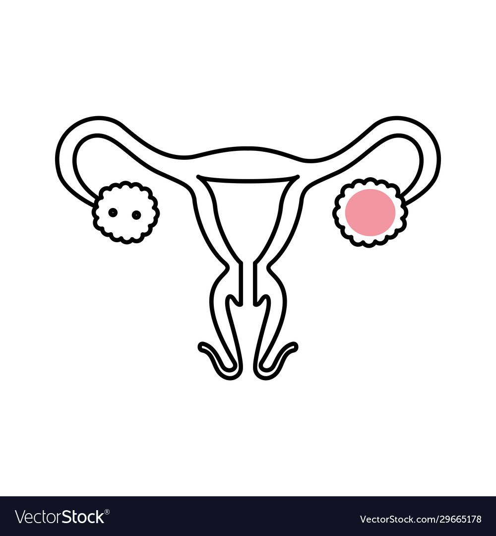 Isolated female reproductive system icon