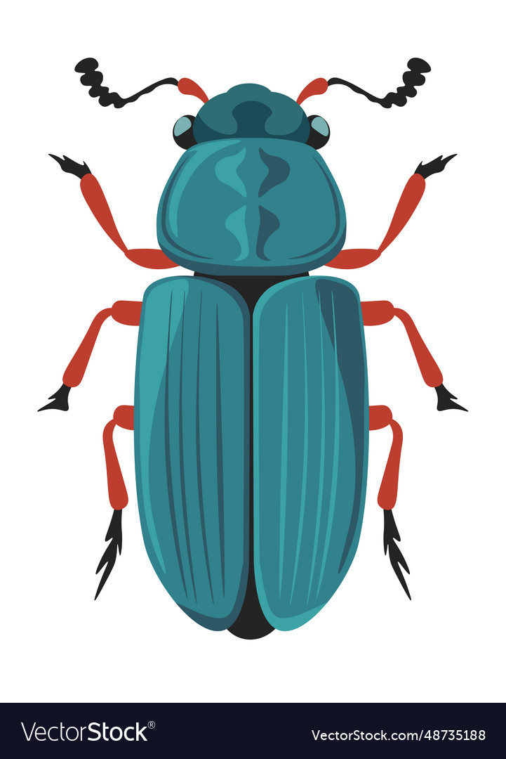 Bug red legged ham beetle necrobia rufipes Vector Image