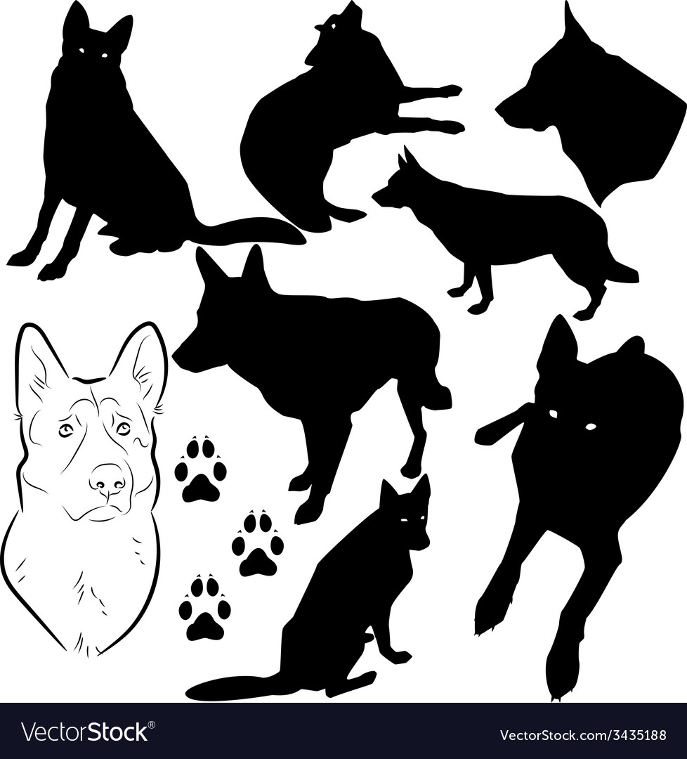 German shepherd