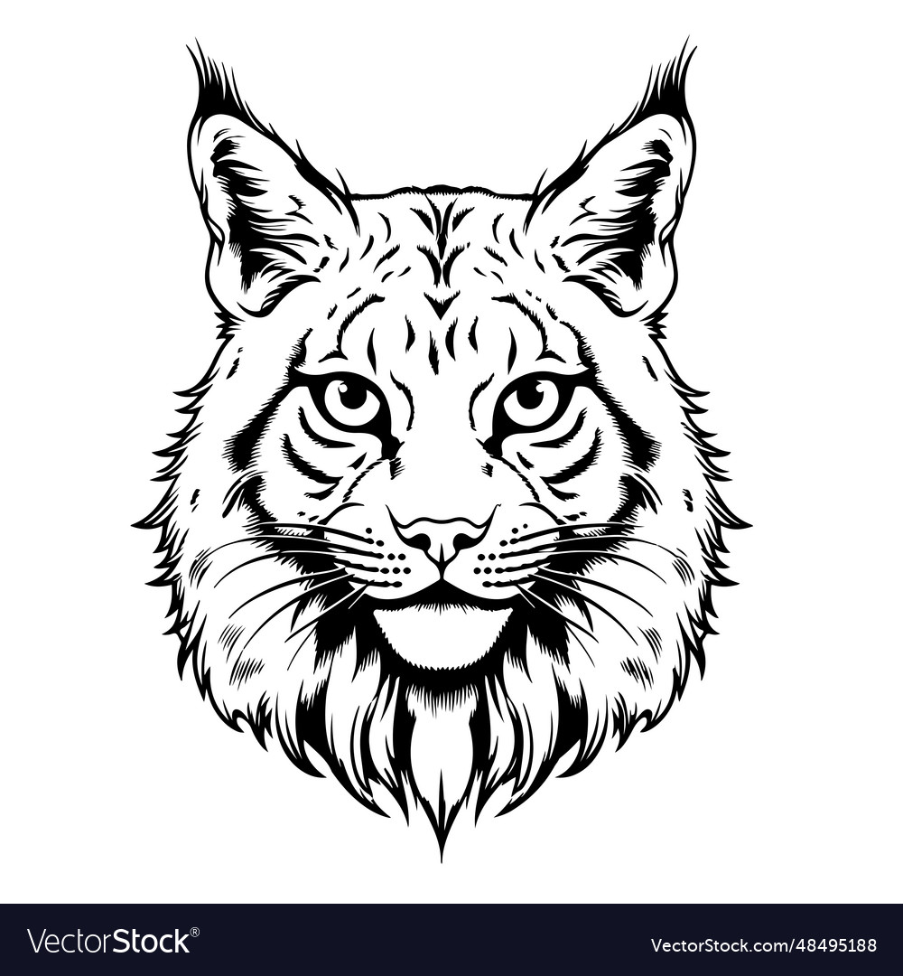 Lynx head hand drawn sketch Royalty Free Vector Image