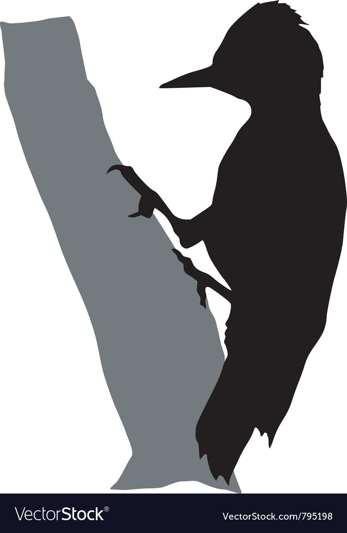 Woodpecker Silhouette on Bark
