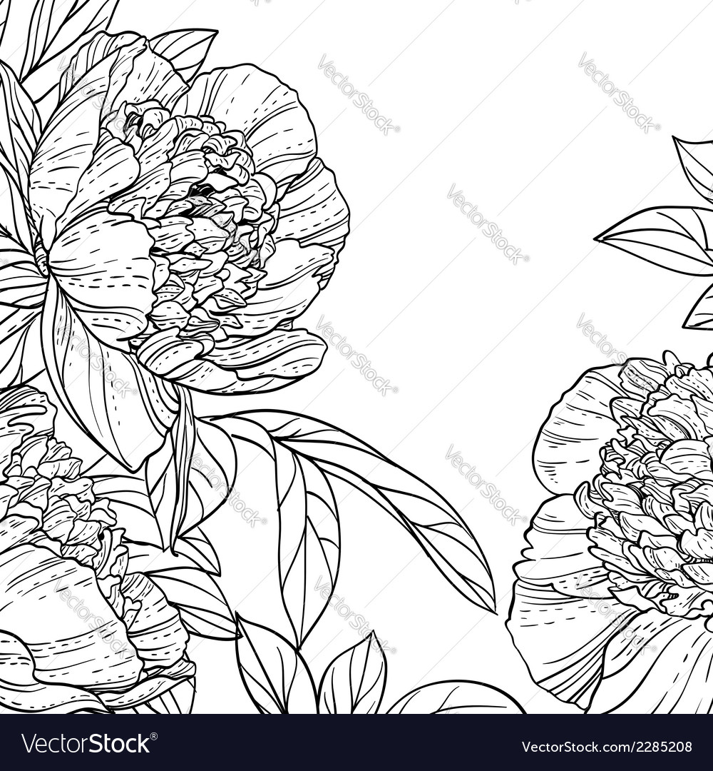 Peonies black line art background