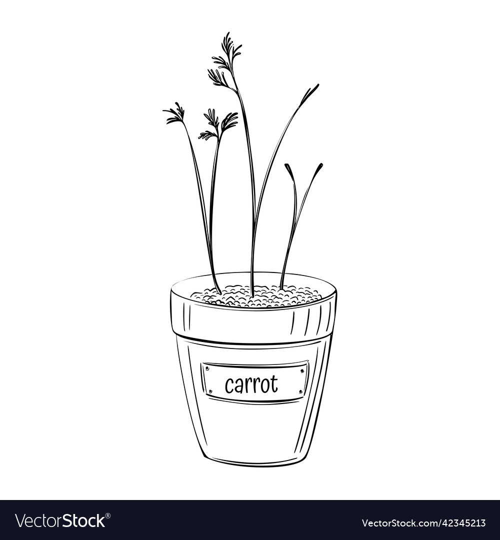 Carrot microgreen pots in sketch style on white