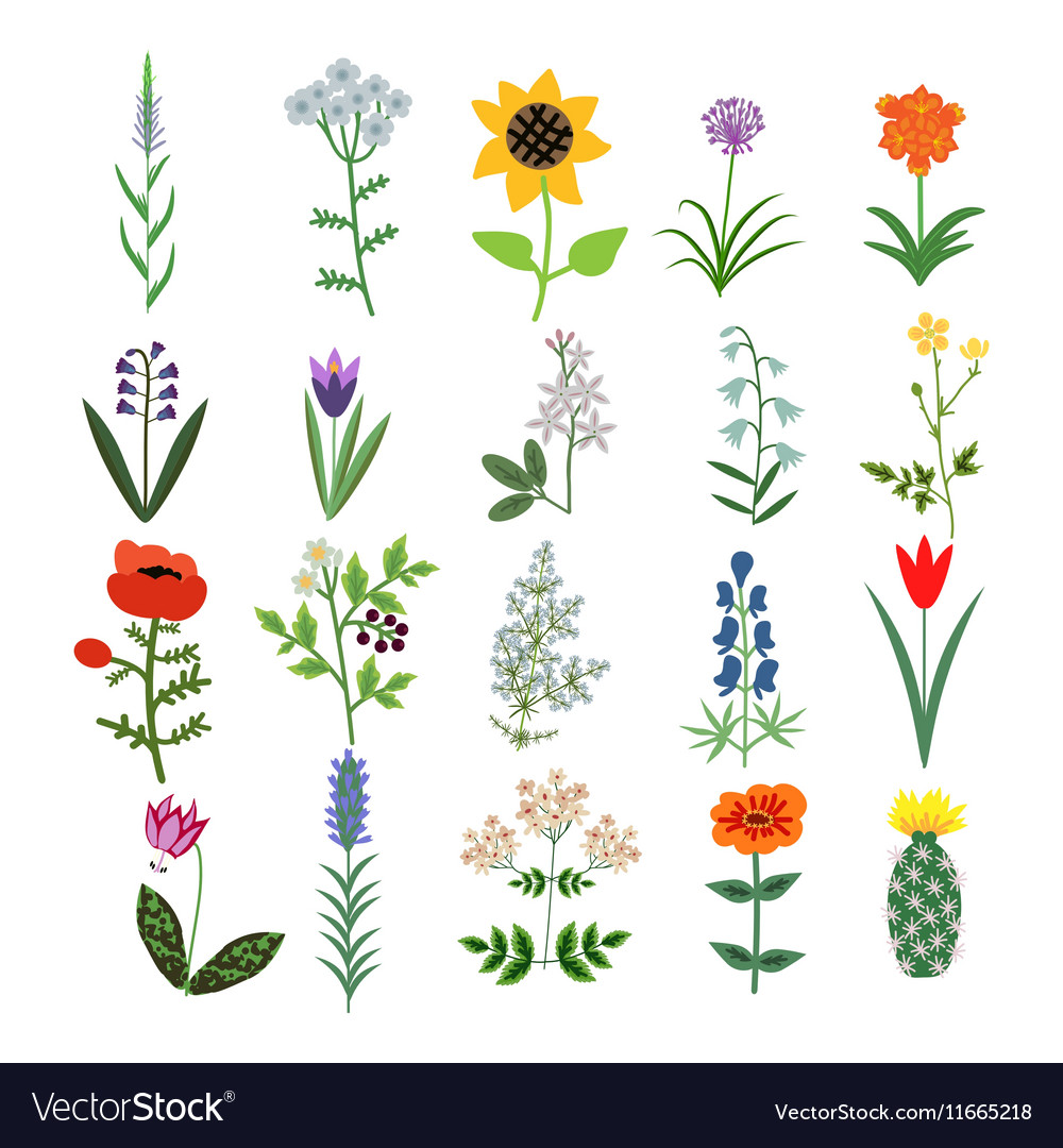 Set of Decorative Flowers Royalty Free Vector Image