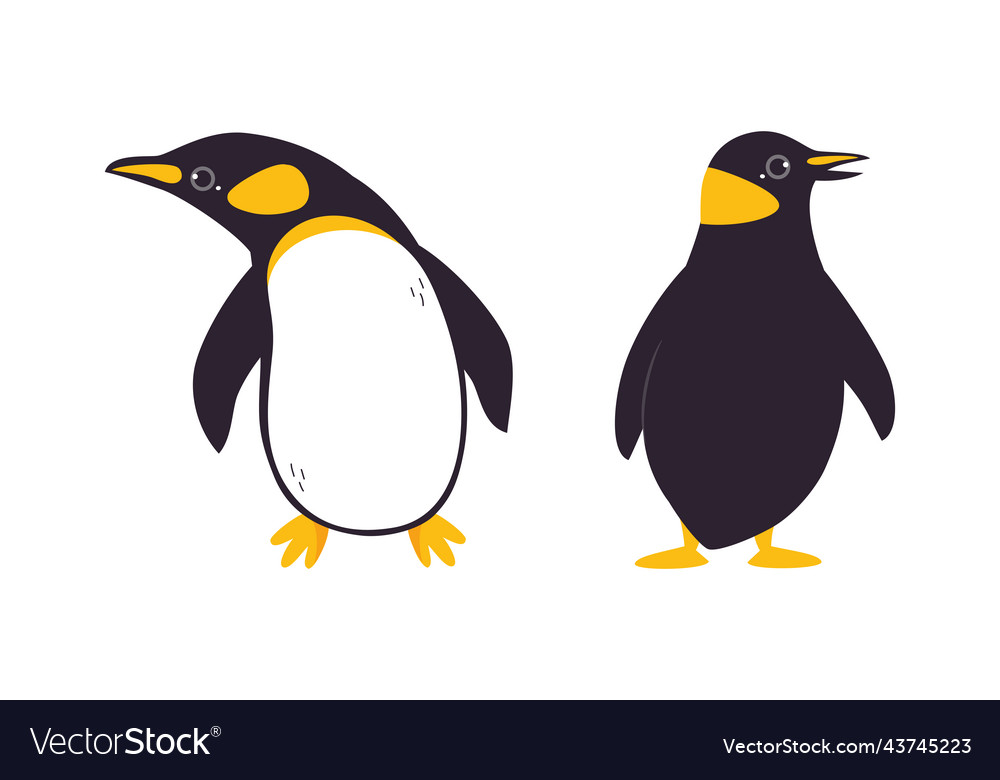 Emperor penguin front abd back view cute