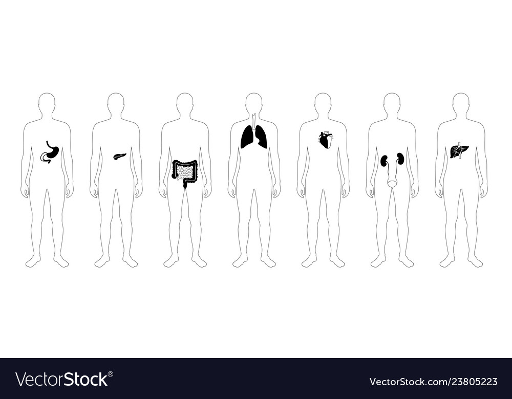 Human Interne Organe