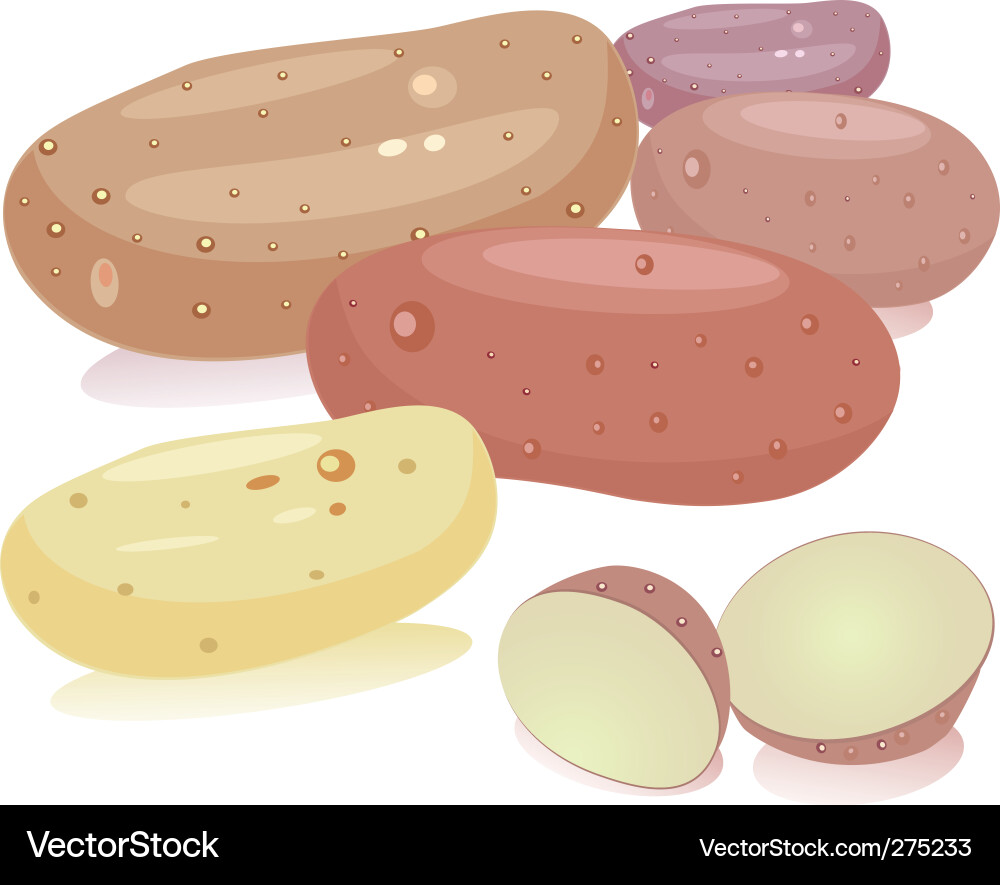 Vector R Stock Potato Potatoes Royalty Free Vector Image - VectorStock