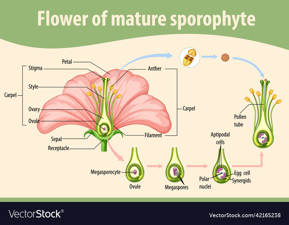 Diagram showing flower of mature sporophyte Vector Image