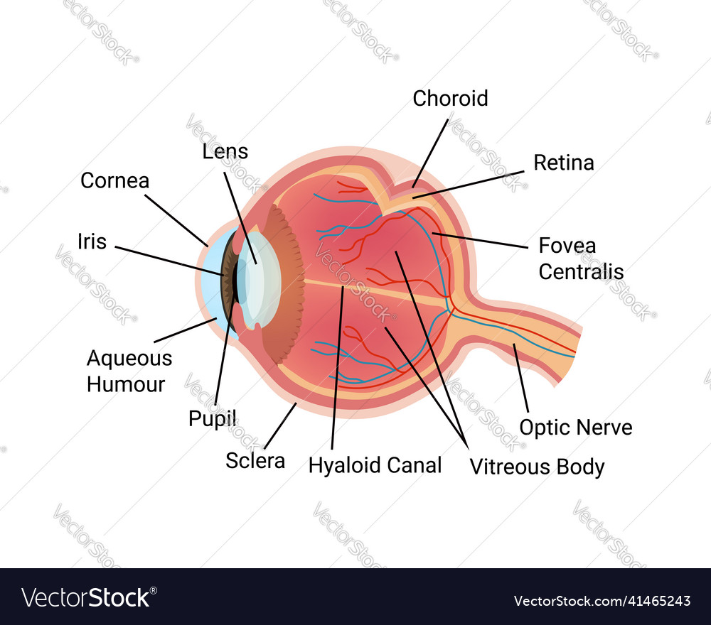 Anatomic eye captions composition Royalty Free Vector Image