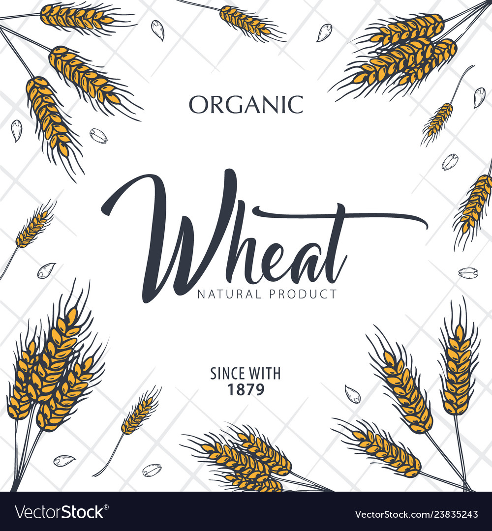 Bakery background with wheats linear graphic vector image Bakery background with wheats linear graphic