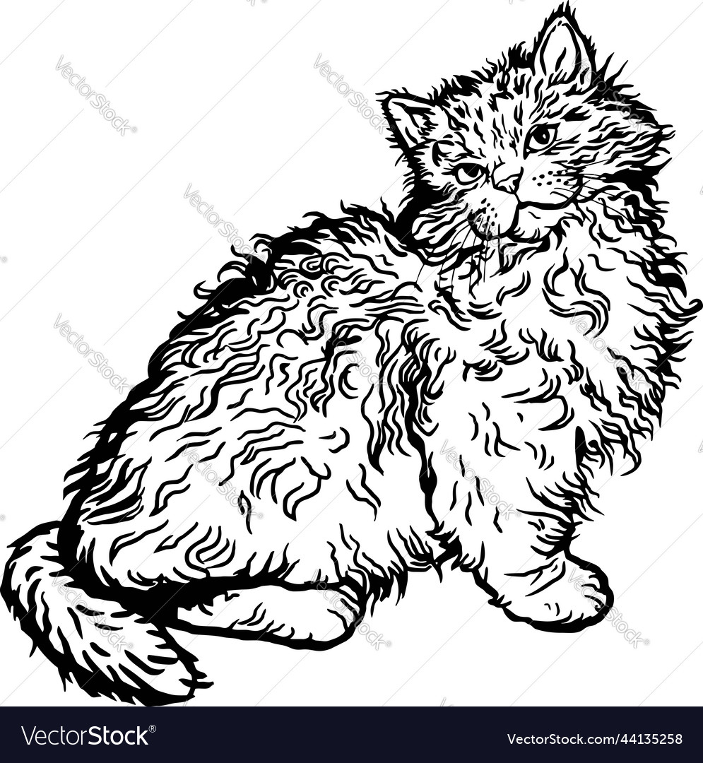 Selkirk Rex Cat Cute Kitten Funny Isolated Vector Image