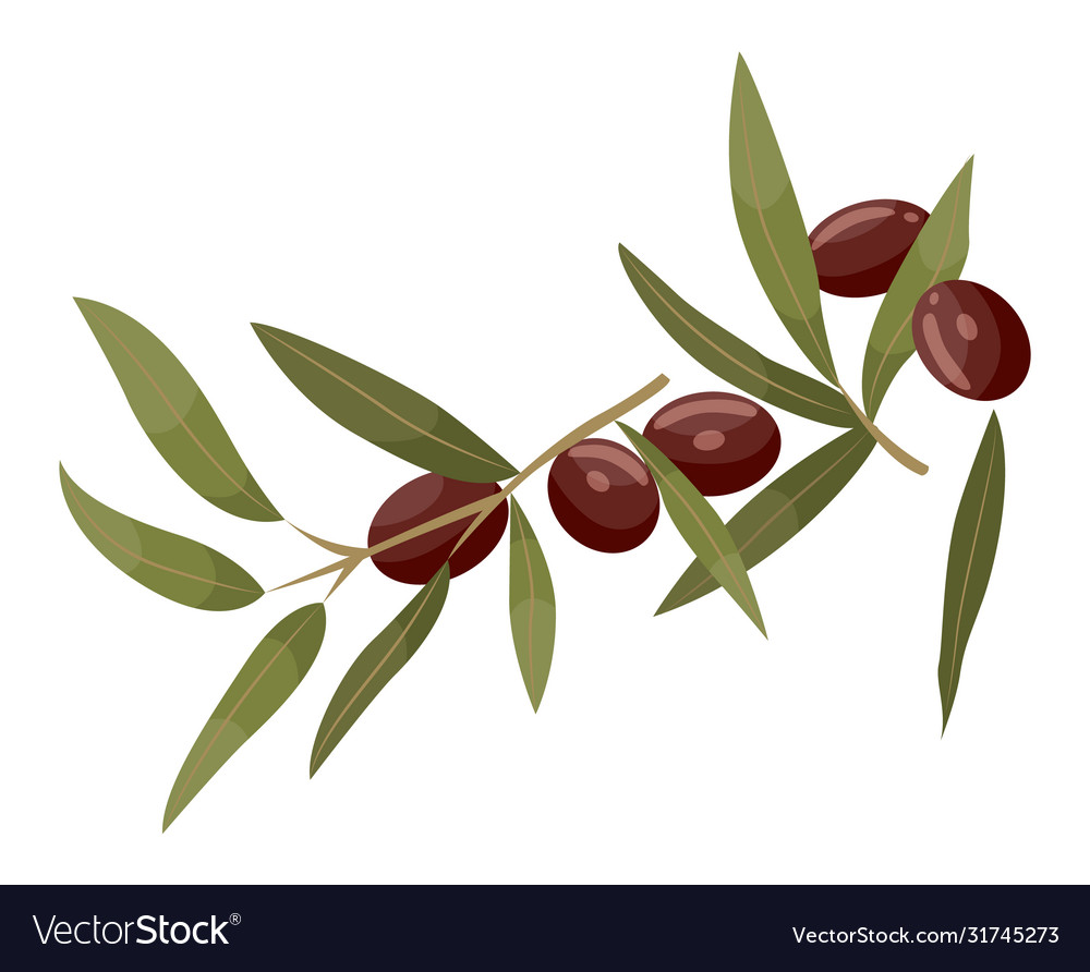 Branch With Leaf And Jojoba Brown Berry Isolated Vector Image