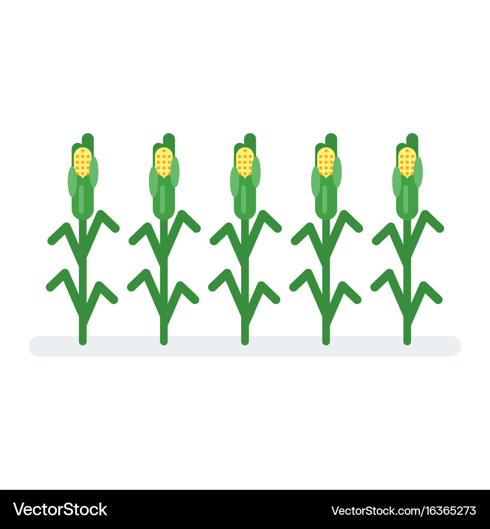 Flat style corn Royalty Free Vector Image - VectorStock
