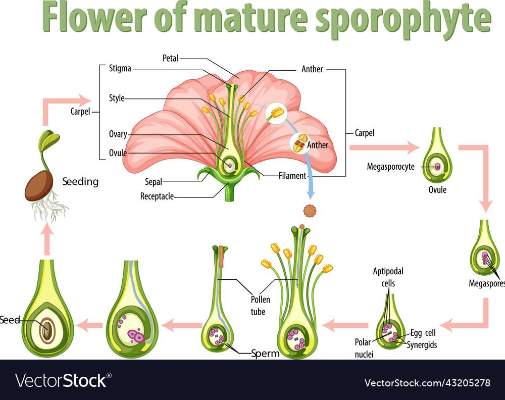 Diagram showing flower of mature sporophyte Vector Image