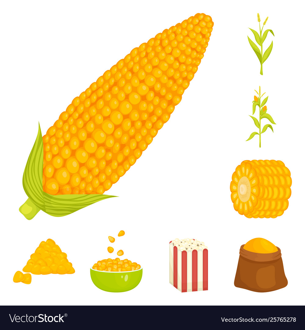 Isolated object maize and food sign set