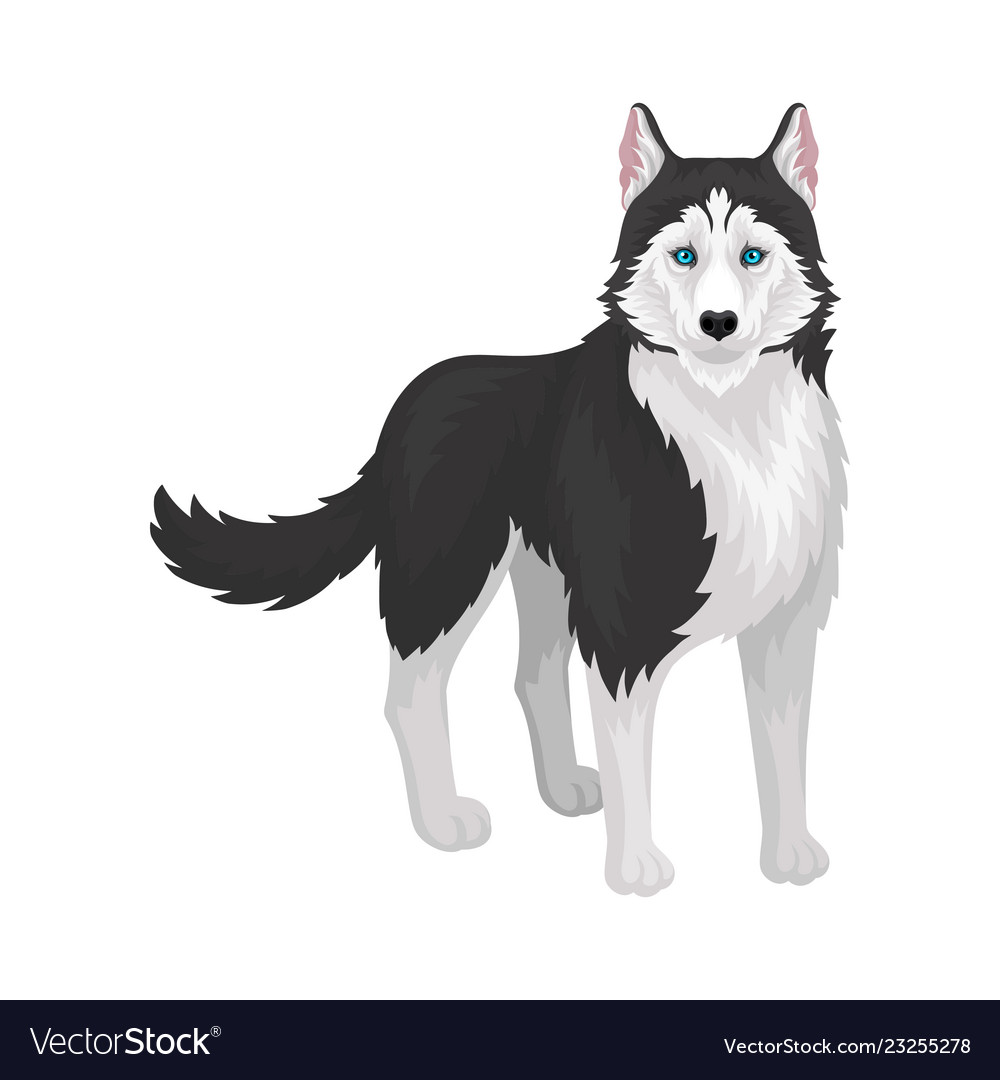 Siberian husky white and black purebred dog