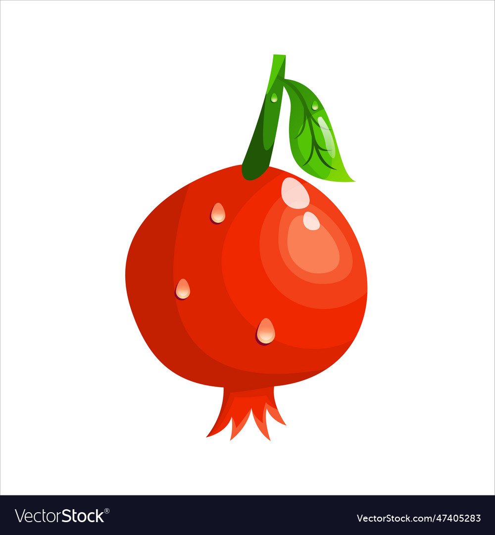 Pomegranate nature design vector image Pomegranate nature design