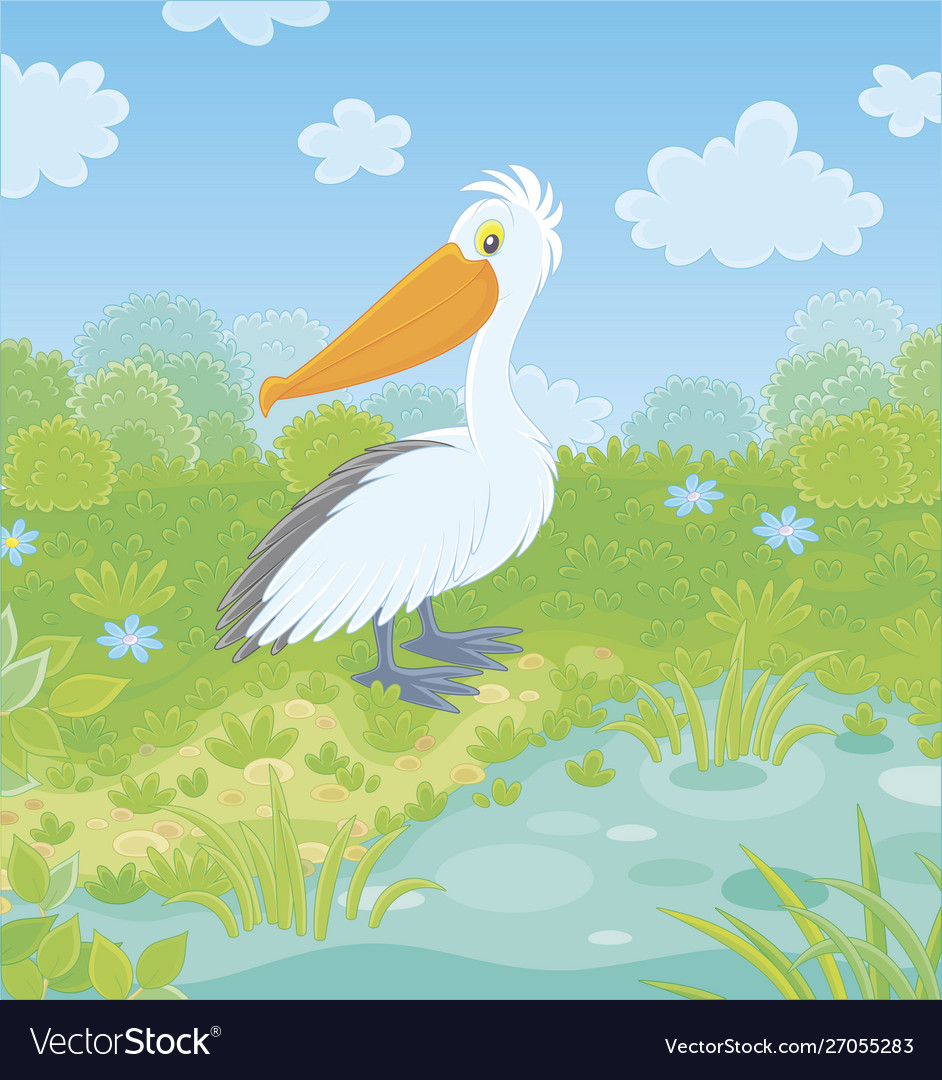 White pelican a small lake Royalty Free Vector Image