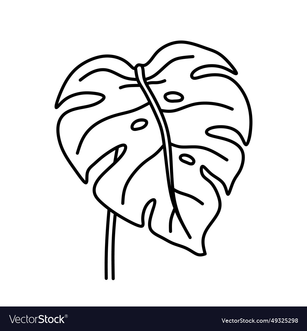 Monstera leaf isolated on a white background