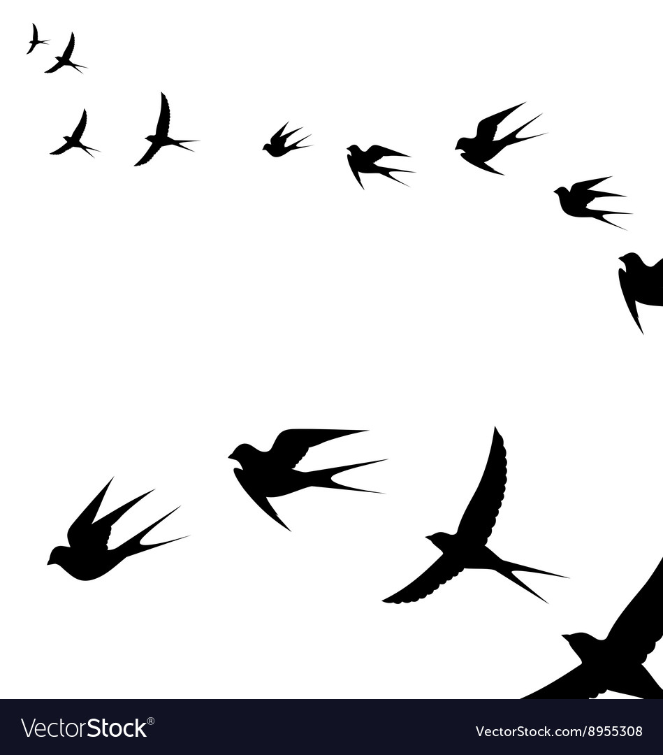 Birds in Flight