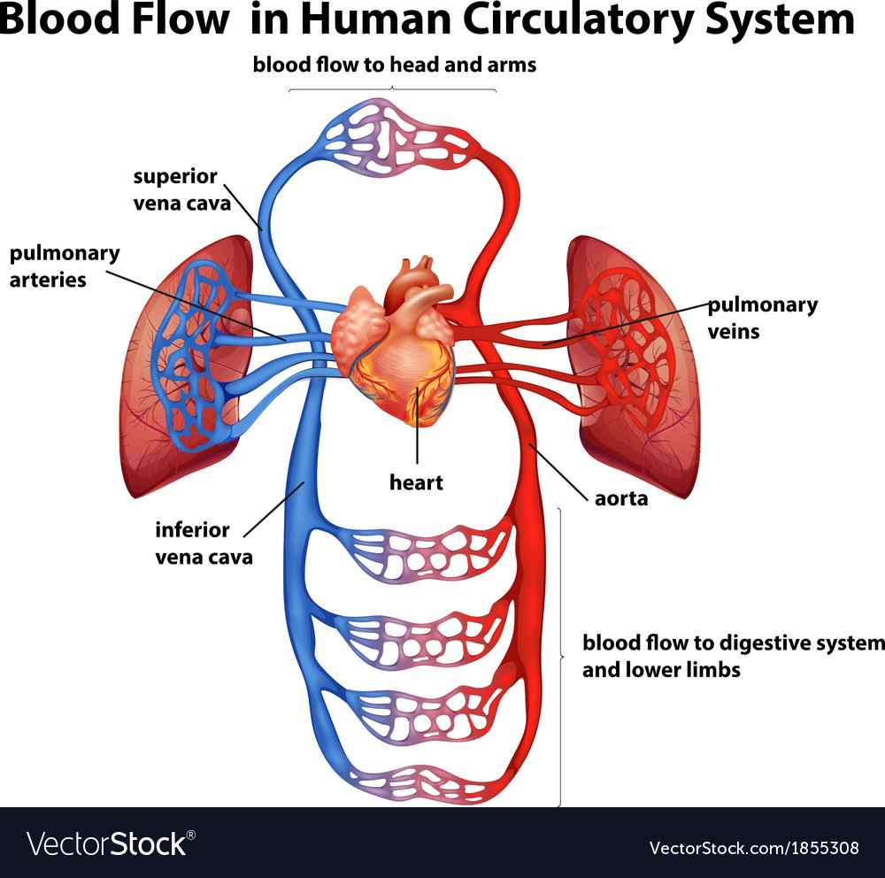 Blood flow in human circulatory system Royalty Free Vector