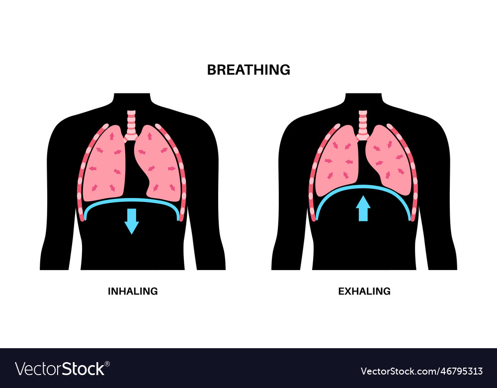 Breathing process poster Royalty Free Vector Image