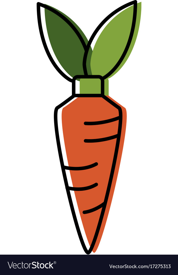 Carrot vegetable draw Royalty Free Vector Image