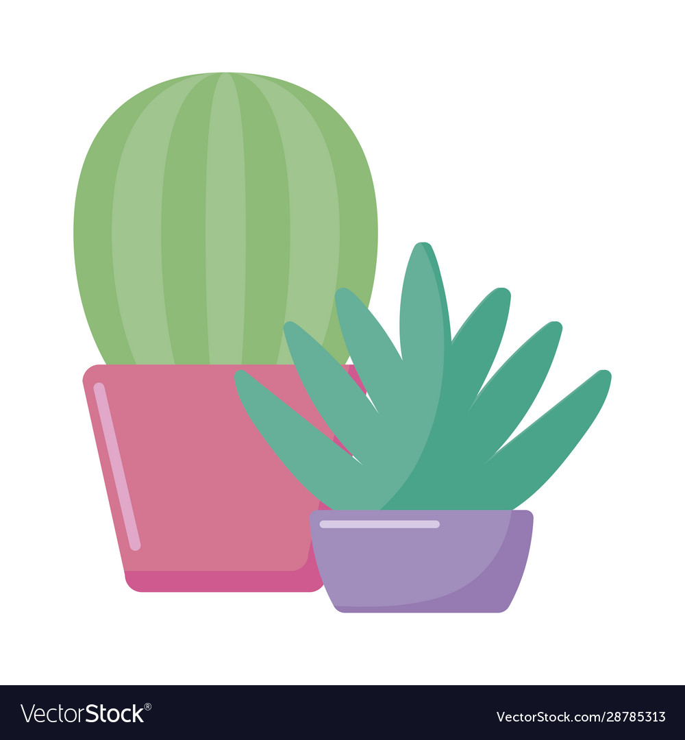 Isolated cactus plants inside pots design