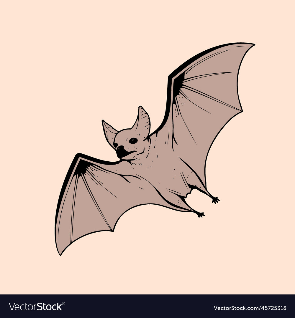 Color of a bat animal