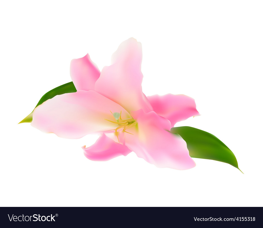 Realistic pink lily