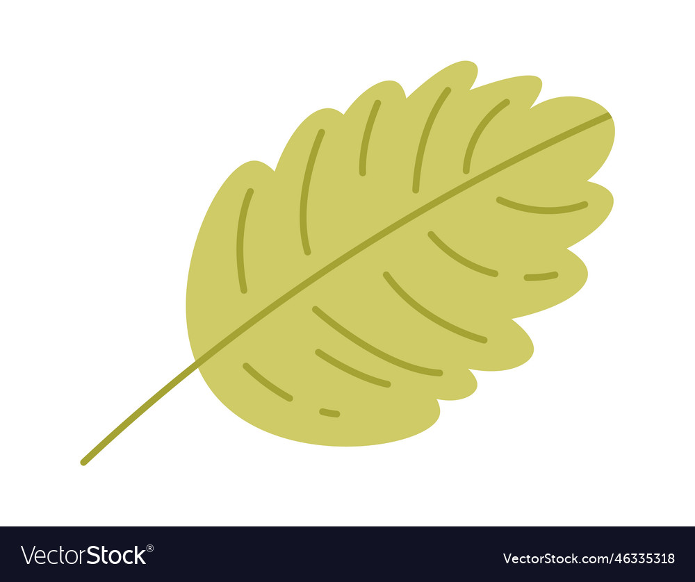Strawberry plant leaf flat Royalty Free Vector Image