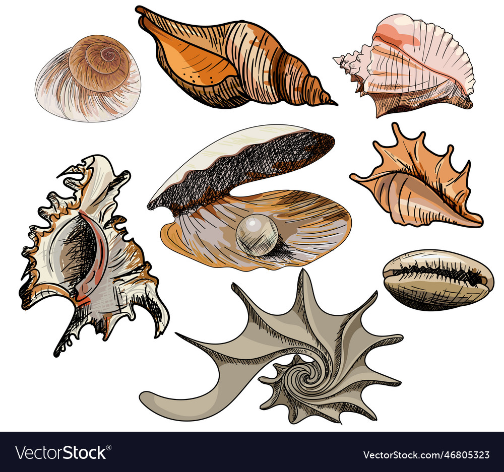 Doodle colored shells hand drawn Royalty Free Vector Image