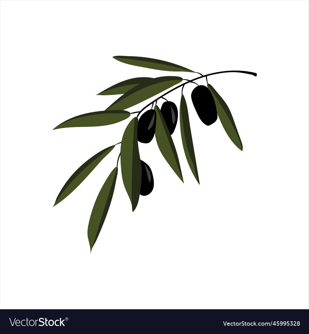 Olive branch Royalty Free Vector Image - VectorStock