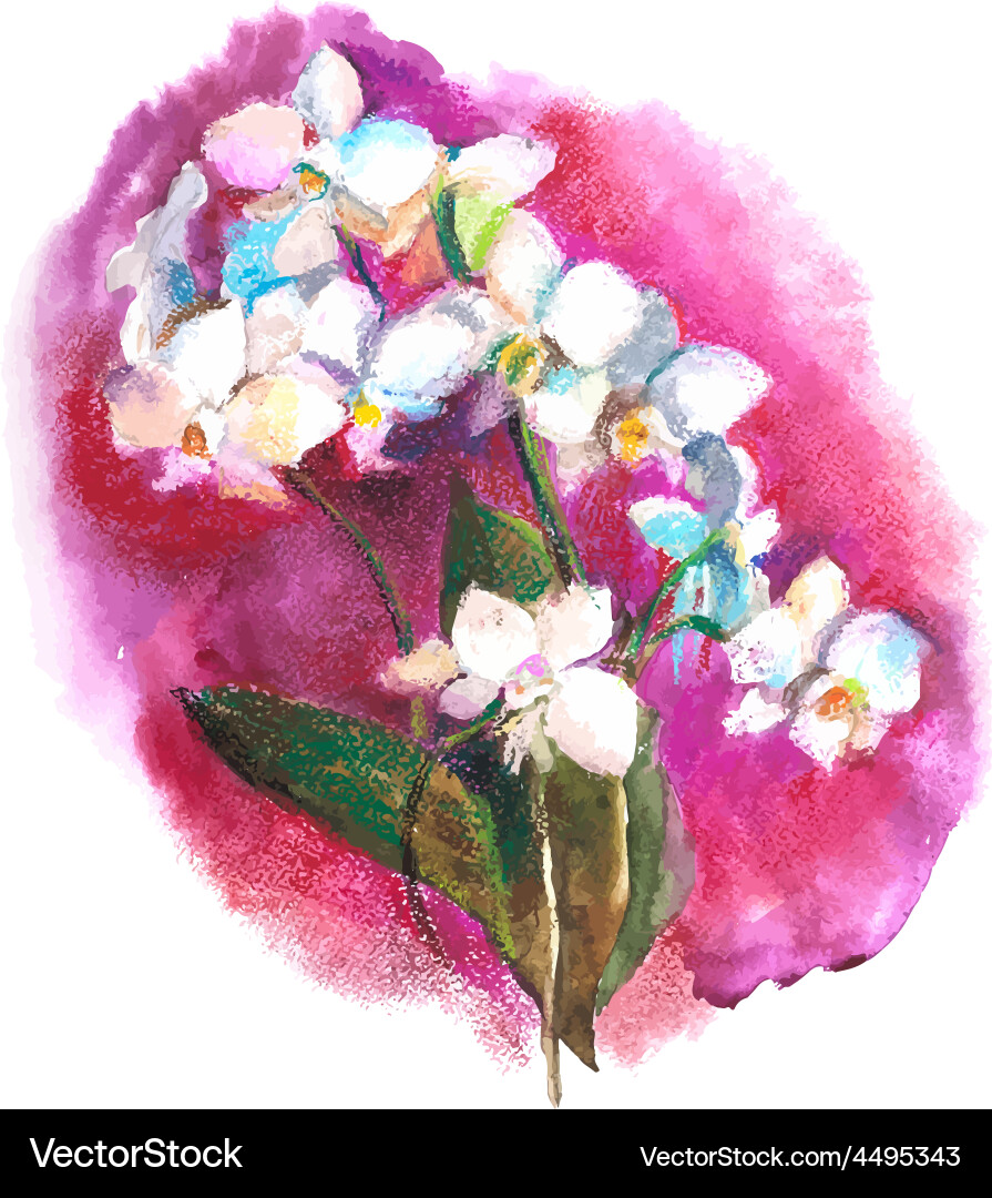 Orchid Royalty Free Vector Image - VectorStock